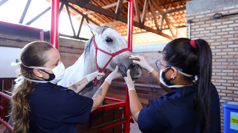 Veterinários atuam no cuidado com a saúde de animais de pequeno, médio e grande porte e em áreas como controle e prevenção de doenças, inspeção e fiscalização de produtos, pesquisa de tecnologia de produção e estudo de medidas de saúde pública (Foto: Ares Soares)