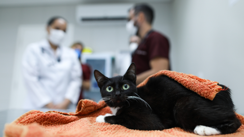 Complexo de Medicina Veterinária