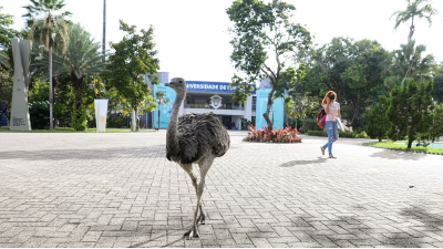 Publicação traz dicas para aproveitar as experiências do Campus Unifor (Foto: Ares Soares)