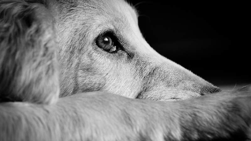 A ideia é que, por meio do Pacto, as entidades firmam o compromisso com o dever de promover a educação em matéria de direitos dos animais (Foto: Getty Images)