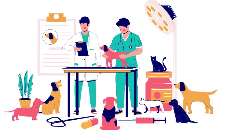 O curso de Medicina Veterinária é para atuar na assistência à saúde de animais domésticos e silvestres, cuidar da saúde de animais e do ser humano, entre outras áreas de atuação (Ilustração: Getty Images)