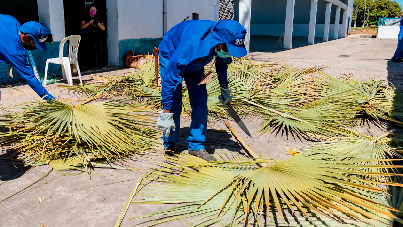 O trabalho com a carnaúba é uma atividade tradicional no Nordeste brasileiro, com valor muito relevante para a economia da região (Foto: João Neto)