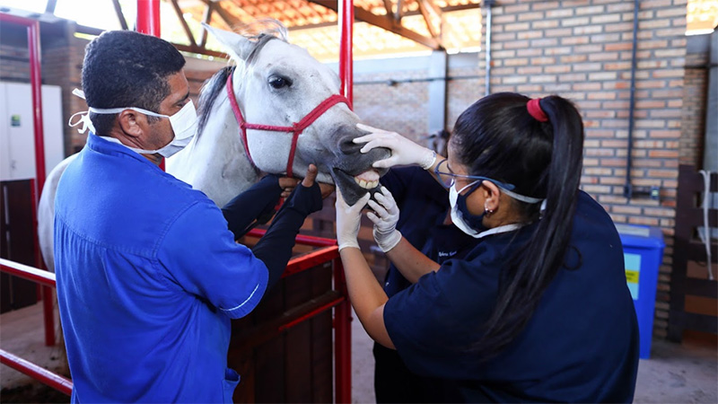 No complexo, futuros profissionais aprimoraram conhecimentos teóricos e práticos com animais de pequeno e grande porte. (Foto: Ares Soares)