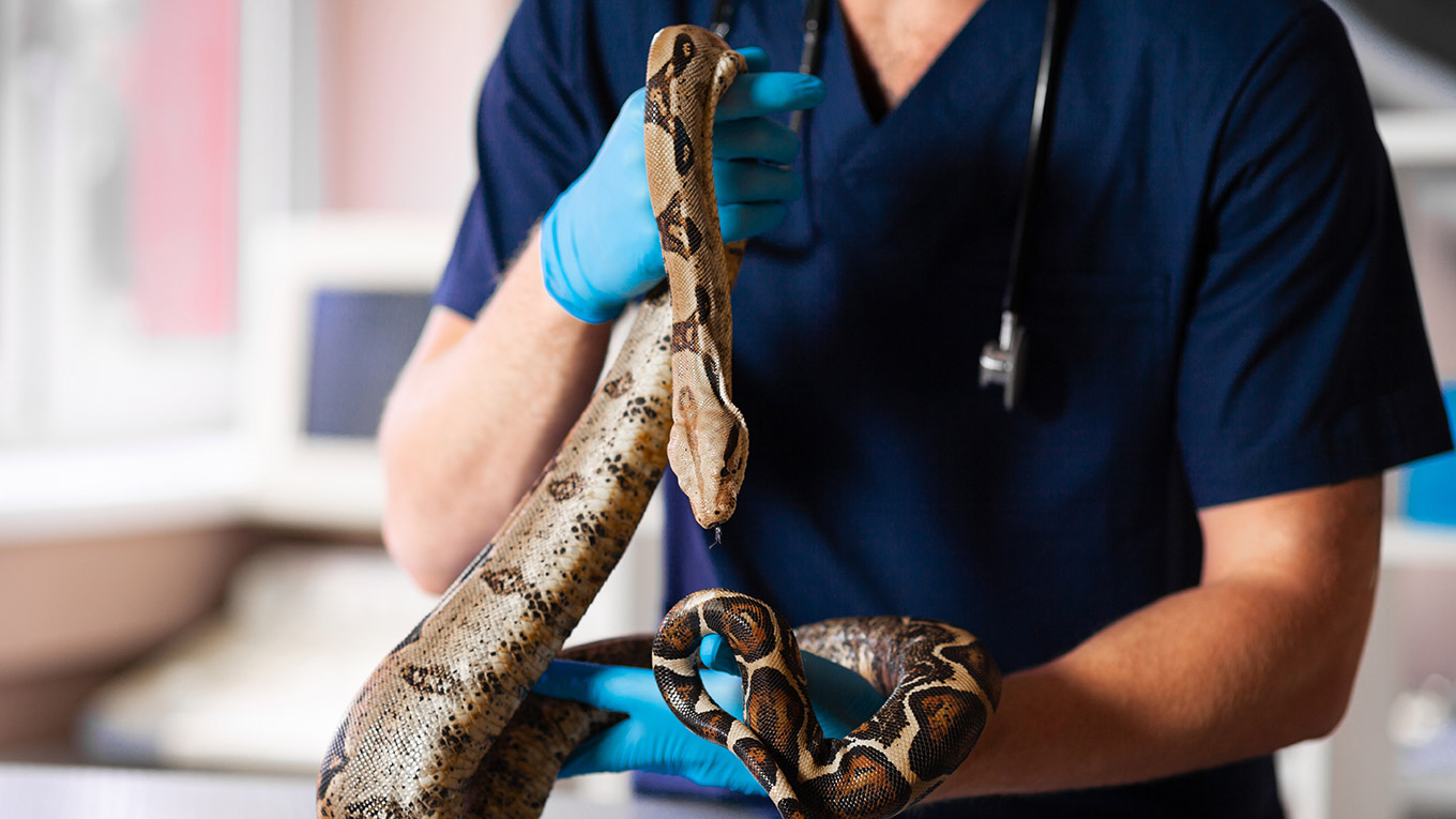 Veterinário maneja uma cobra